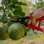 เครื่องมือเกษตร