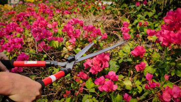 กรรไกรตัดหญ้า