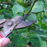 กรรไกรตัดแต่งกิ่ง