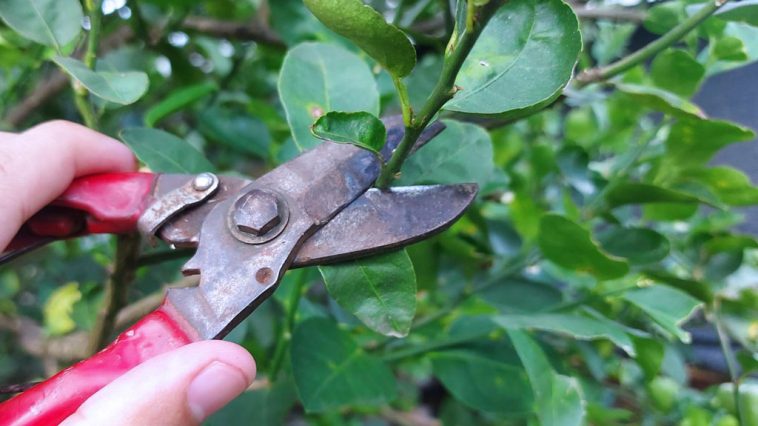 กรรไกรตัดแต่งกิ่ง