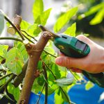 กรรไกรตัดแต่งกิ่ง