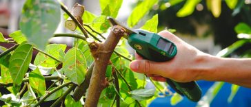 กรรไกรตัดแต่งกิ่ง