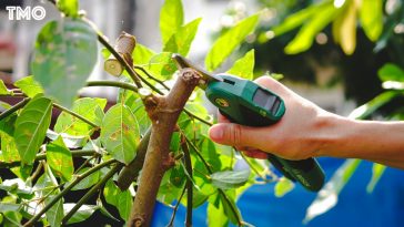 กรรไกรตัดแต่งกิ่ง