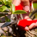 กรรไกรตัดกิ่ง