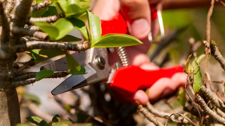 กรรไกรตัดกิ่ง