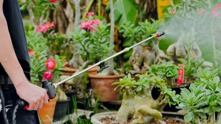 ก้านพ่นยา